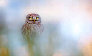 An aesthetic photo of a cute owl. Nature background. Little owl. 