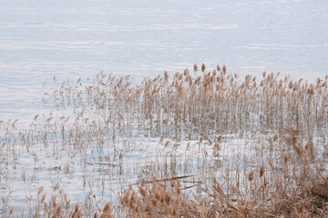 水辺の葦