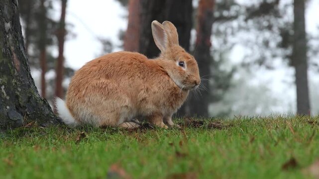 Close-up of a fluffy orange rabbit sitting on green grass beneath a tree in the woods, perpendicular to the camera on a cloudy autumn day.
