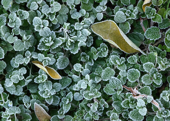 霜の降りた畑の草