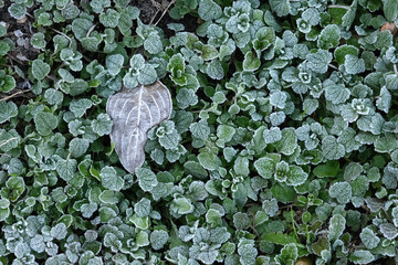 霜の降りた畑の草