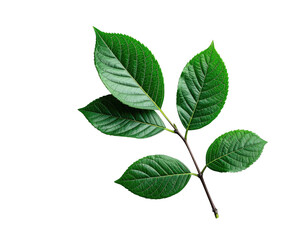 Naklejka premium Close-up of vibrant green leaves on a dark twig, black background