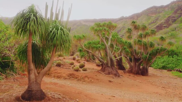 Footage capturing the unique and arid landscape of the Koko Crater Botanical Garden in Honolulu, Oahu, Hawaii. The scene features mature Ponytail Palms (Beaucarnea gracilis) and various cacti thriving
