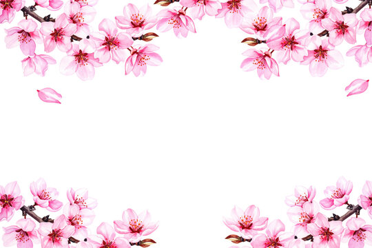 Spring Japanese Cherry blossom flower background vector. Sakura floral Wallpaper design of elegant watercolor cherry blossom flower, branch. Illustration for banner, wall decoration, backdrop, ads.