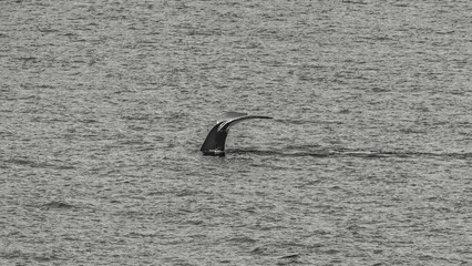 Humpback Whale Tail Side View Pointed Up in Antarctica. Close Up in Ocean View From Cruise Ship...