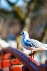 Obraz premium 鎌倉2617 鶴岡八幡宮8 ゆりかもめ