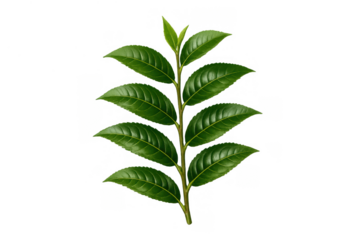 Green tea leaves sprig with young shoots, fresh organic camellia sinensis plant for healthy natural beverage on transparent background