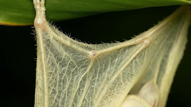 The Incredible Fragility of a Baby Bat Wing EXPOSED Ultra Macro