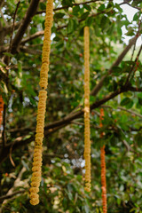Fototapeta premium Floral Garlands Hang from Trees in Outdoor Celebration Scene