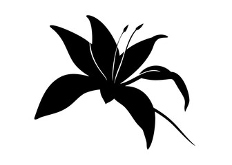 lily flower isolated on white