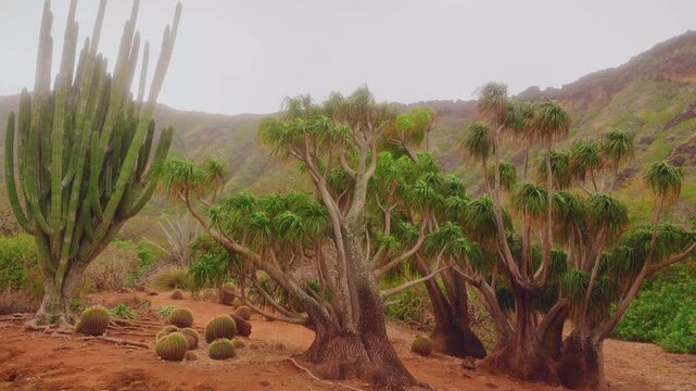 Footage capturing the unique, arid landscape of the Koko Crater Botanical Garden in Honolulu, Oahu, Hawaii. The garden is situated inside a 200-acre extinct volcanic tuff cone and features a diverse c