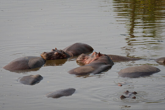 hippopotamuses laying submerged in waterhole two of them with head above water surface in serengeti national park tanzania