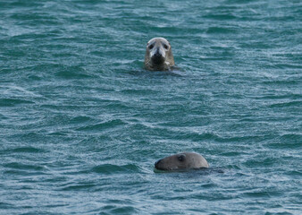 couple de phoques en Bretagne © aquaphoto
