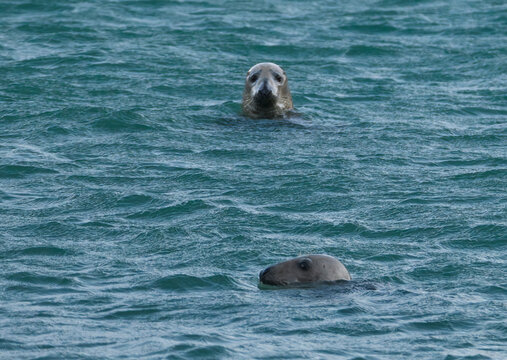 couple de phoques en Bretagne