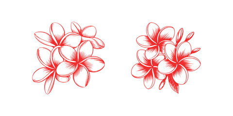 Two beautiful hand drawn sketch illustrations of tropical plumeria frangipani flowers in red © MstPoliAkther