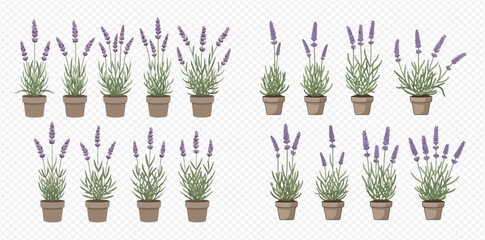 Set of lavender plants in pots, isolated on transparent background, for garden and home decor. © MuammarAuliyan