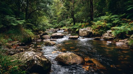 Obraz premium Serene Forest Stream Flowing Through Lush Greenery Surrounded by Rocks and Ferns in a Tranquil Natural Environment