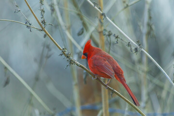 Northern Cardinal redbirds in Texas