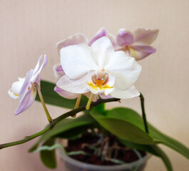Close-up of white Phalaenopsis orchid flower (Lat. Orchidaceae Phalaenopsis), reminiscent of butterfly, grow in clear pot. Phalaenopsis is popular orchid species among indoor plant lovers