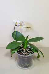 Famous houseplant Phalaenopsis Orchid (Lat. Orchidaceae Phalaenopsis) is flowering epiphytic grassy  home plant with aerial roots of Orchidaceae family, popular among indoor flower lovers