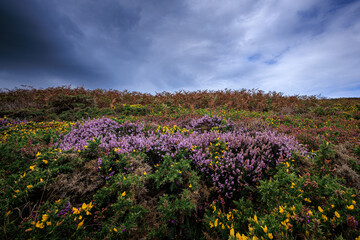 Obraz premium lavender field in brittany at sunset