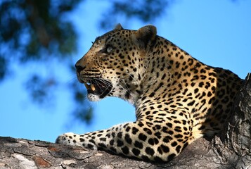 Beautiful leopard with striking eyes