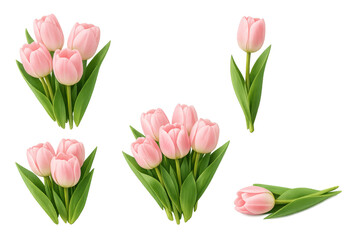 Obraz premium Pink tulip bouquets and single flowers set on transparent background, symbolizing spring, love, and holidays