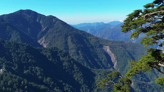 Aerial view of Giant Hemlock Forest in Taiwan