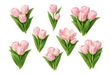Fototapeta premium Pink tulip bouquets and individual flowers vector illustration set, blooming spring blossoms with green leaves, transparent background