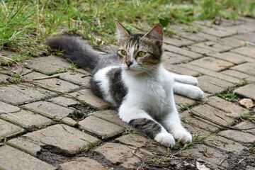 Wild cat, Domestic cat, Felis silvestris