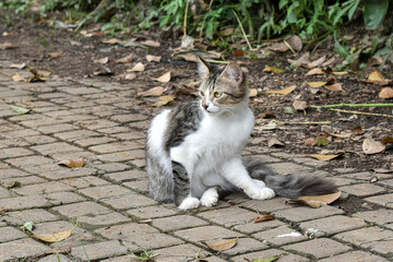 Wild cat, Domestic cat, Felis silvestris