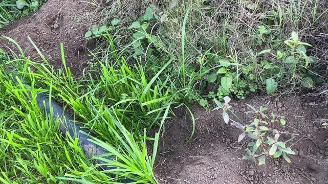 Rodent damage and underground burrows in a green crop field