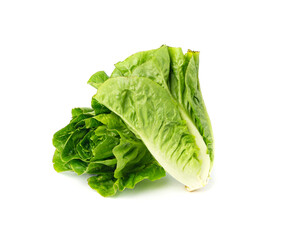 Two romaine lettuce salad isolated. Cos green leaves, fresh romain salat head, raw cabbage
