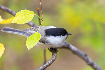 A close-up of a Marsh tit perched on a branch © Shchipkova Elena