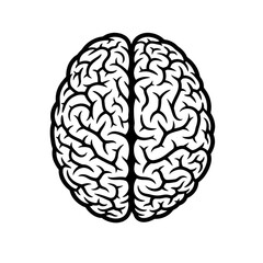 Top view of a human brain isolated on transparent background