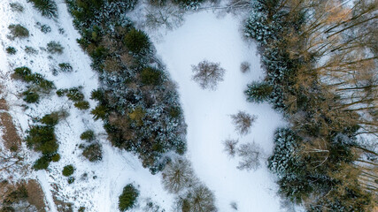 winter forest in Germany 
