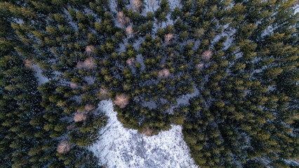 winter forest in Germany 