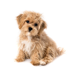 Isolated Maltipoo puppy