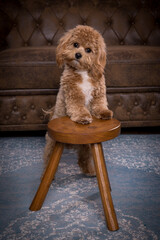 Maltipoo puppy posing on stool