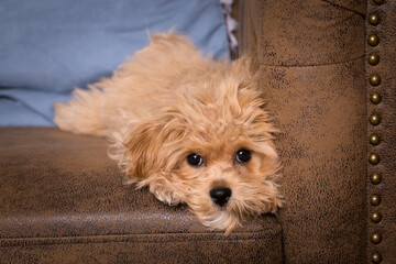 Maltipoo puppy on couch