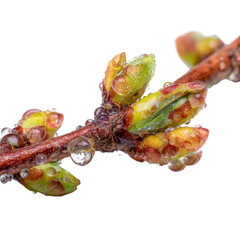 A close-up of a branch with water droplets on it against a black background
