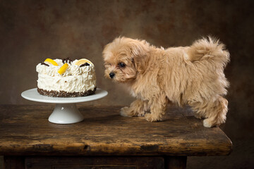 Cute maltipoo puppy eating cake