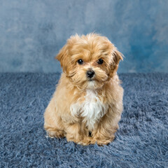 Cute maltipoo puppy closeup