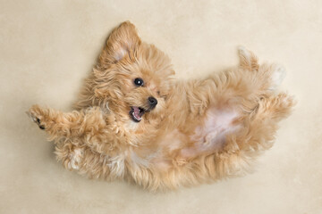 Cute maltipoo puppy waking up