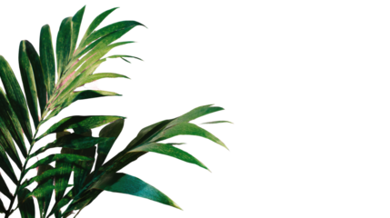 Green tropical palm leaves arrangement representing nature freshness botanical decor summer background isolated on white background