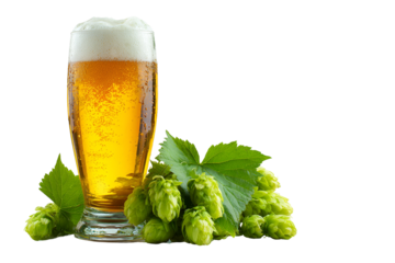 Glass of golden beer with fresh hops isolated on transparent background