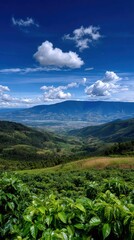 Coffee plants grow on hillside under bright sky with clouds