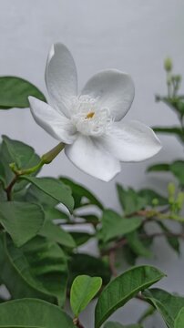 White Wrightia antidysenterica flowers sway fiercely in strong wind, petals fluttering wildly yet clinging to the stems, creating a dramatic and lively garden moment.