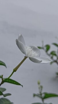 White Wrightia antidysenterica flowers sway fiercely in strong wind, petals fluttering wildly yet clinging to the stems, creating a dramatic and lively garden moment.