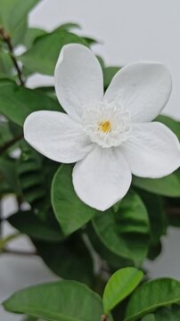 White Wrightia antidysenterica flowers sway fiercely in strong wind, petals fluttering wildly yet clinging to the stems, creating a dramatic and lively garden moment.